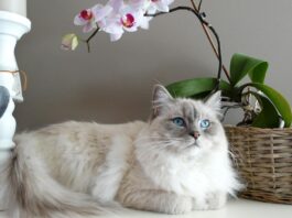 The World’s Most Favourite Cat Breeds